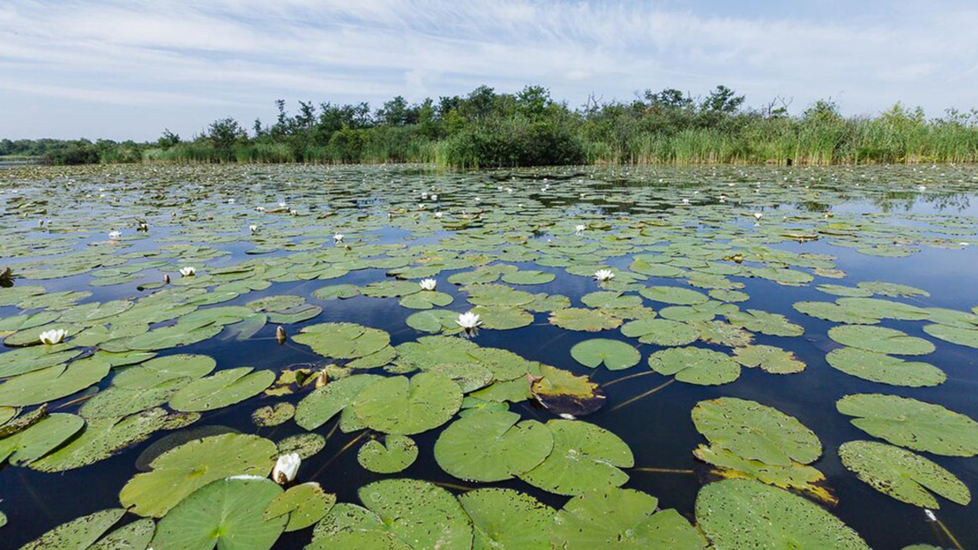 Sanering voormalige vuilstort Groenewoud voor natuurontwikkeling