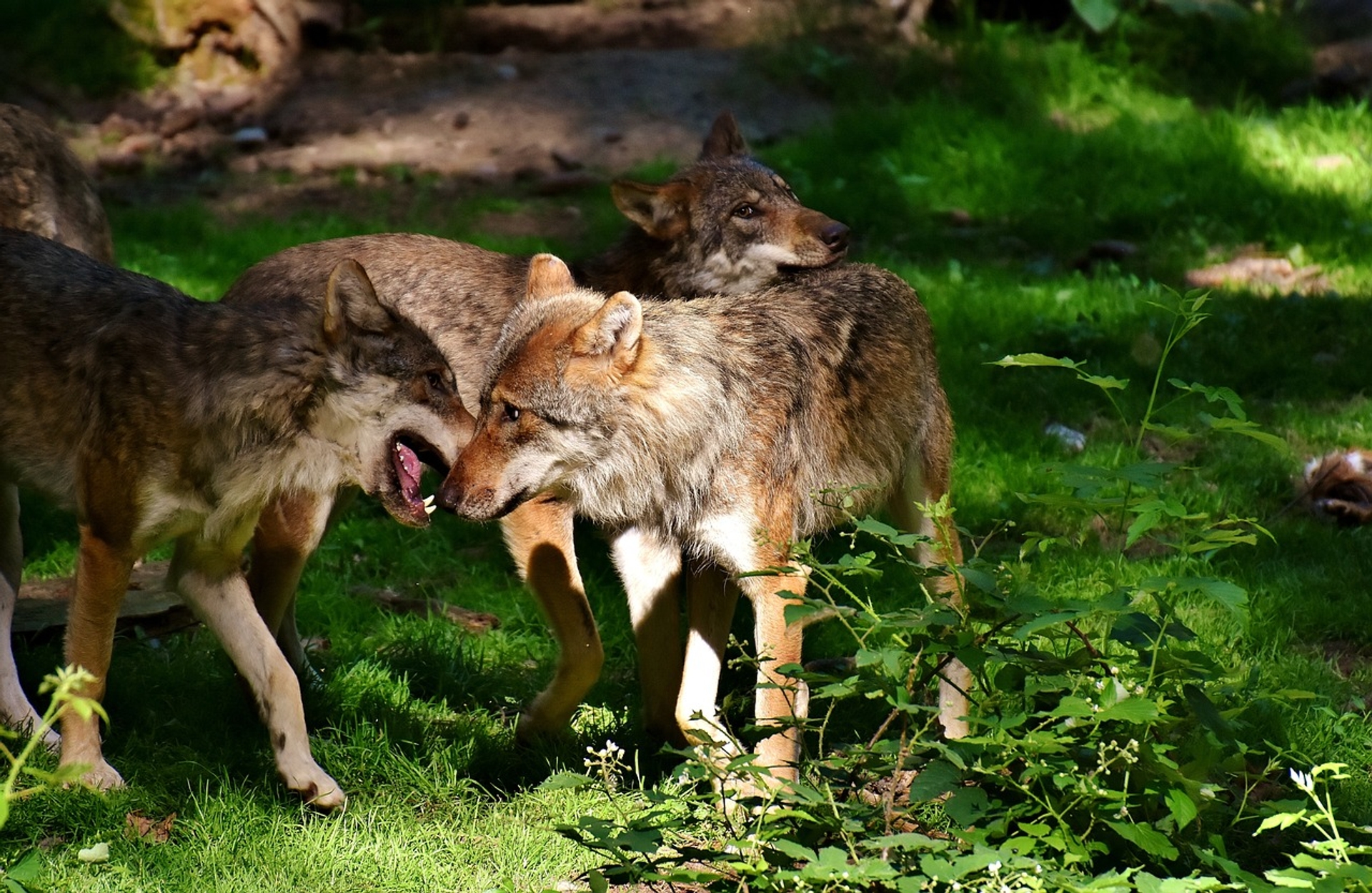 Afbeelding van Drie wolven doodgereden in Otterlo