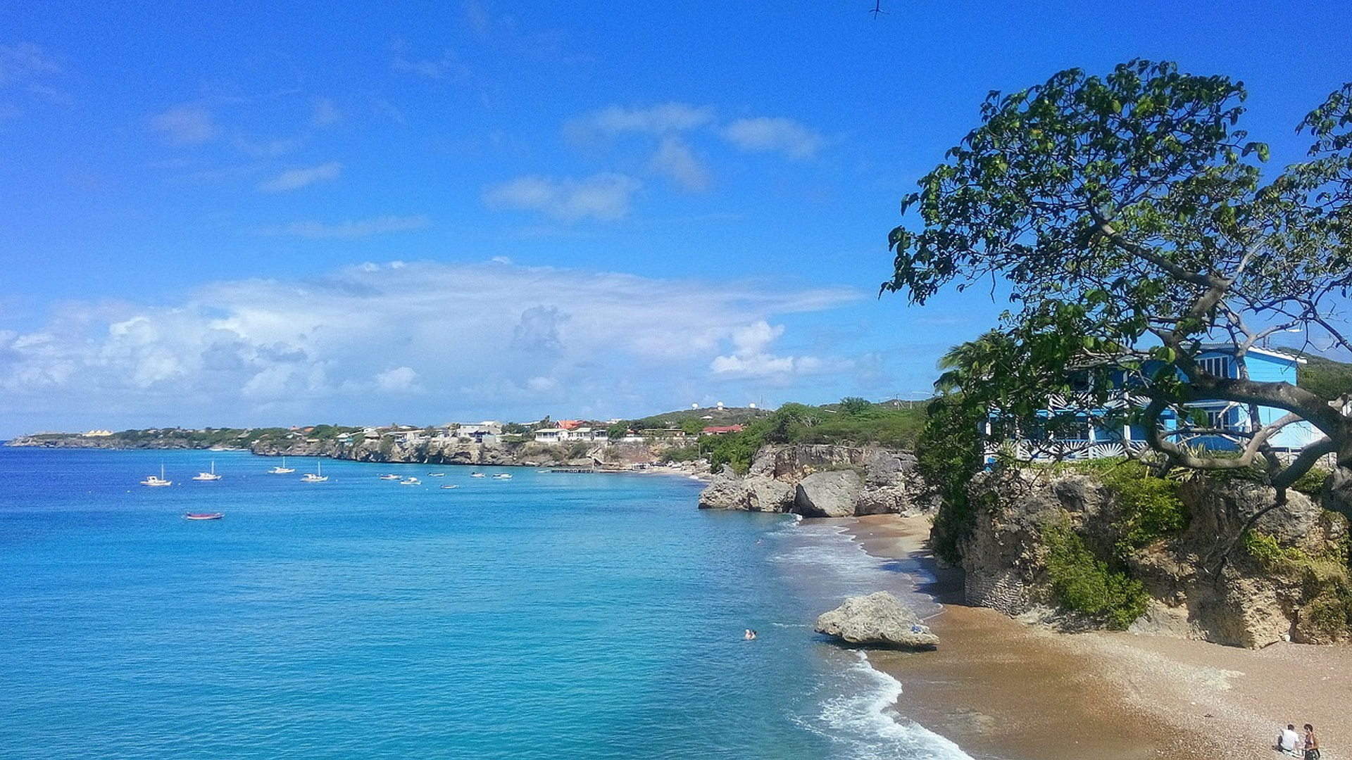 Afbeelding van Meerdere meldingen van aanvallen door agressieve bijen op Curaçao