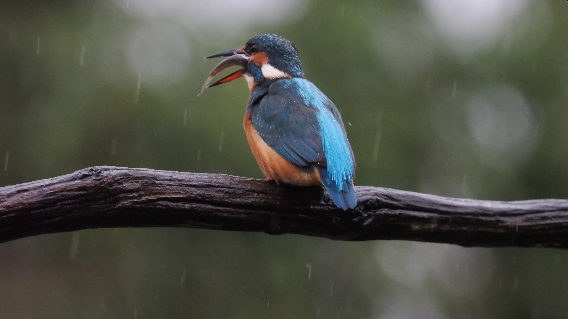 Ijsvogel Probeert I Ts Te Groot Visje Op Te Eten Zelf Geschoten