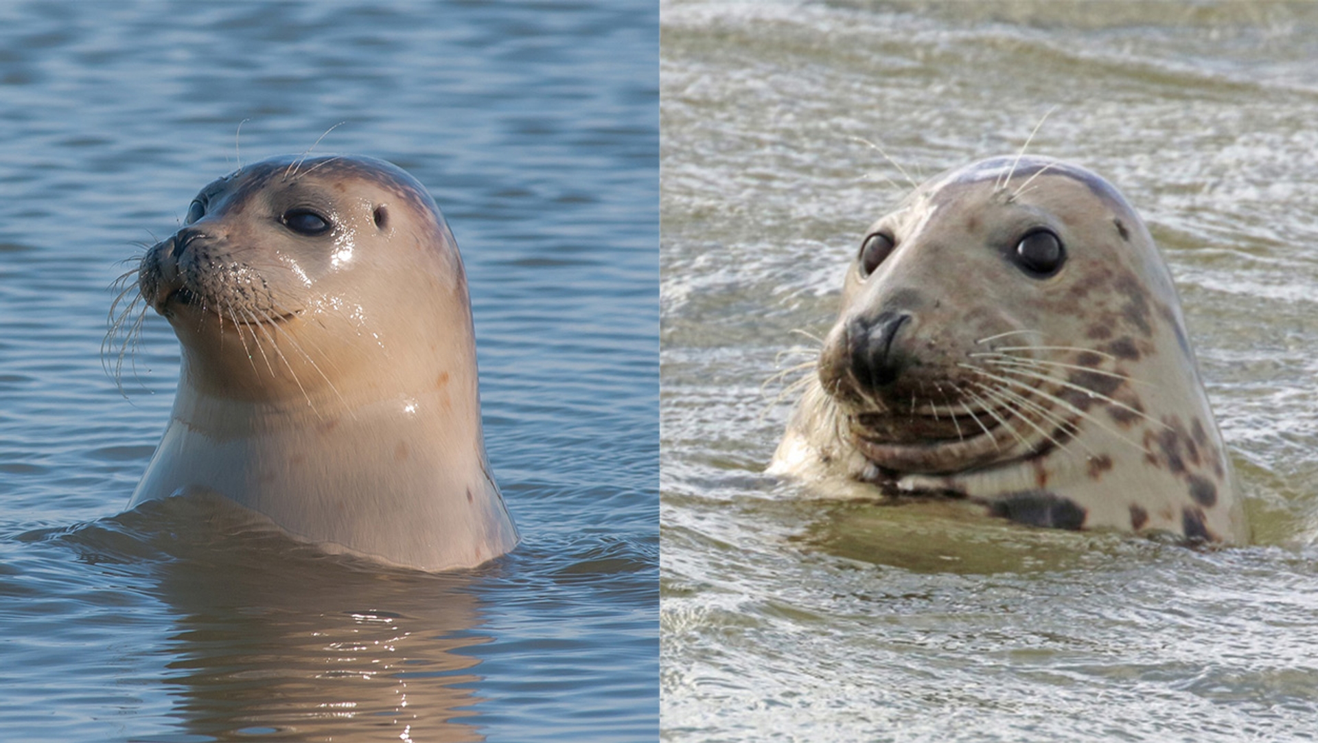 verschil zeehondensoorten
