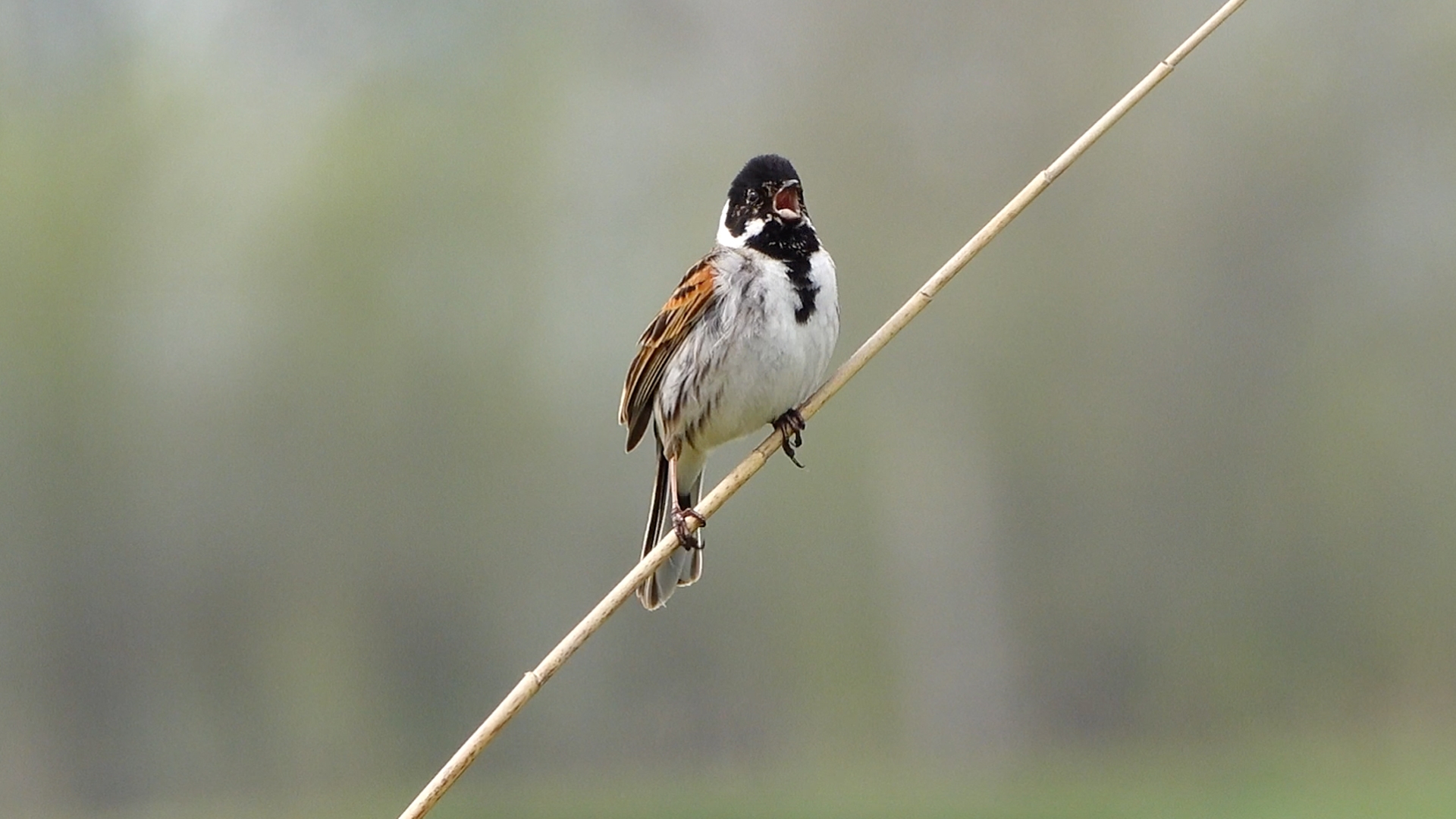 Zingende Rietgors Zelf Geschoten Vroege Vogels BNNVARA