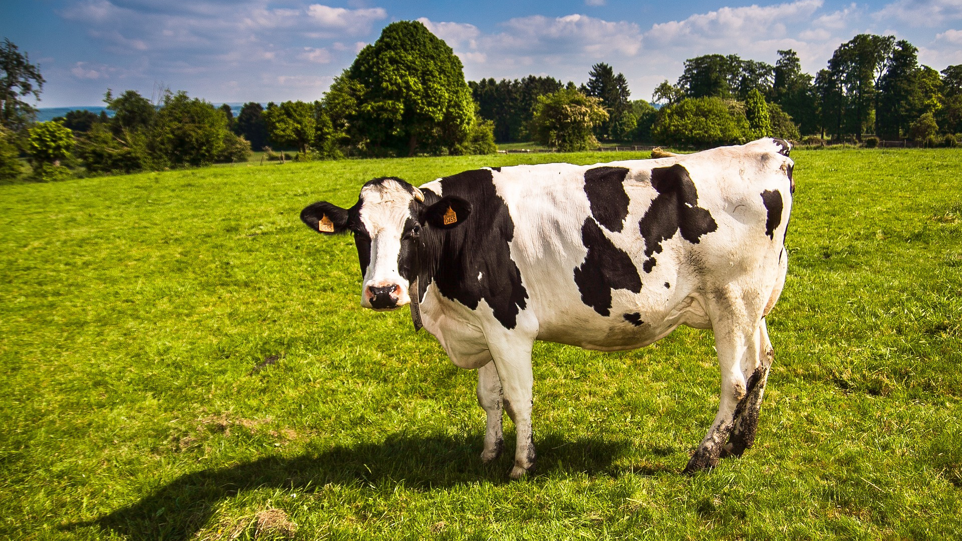 Afbeelding van Wat de winst van de PVV betekent voor natuur en milieu