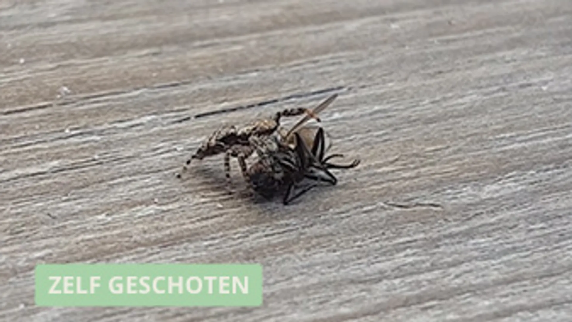 Afbeelding van Springspin met prooi