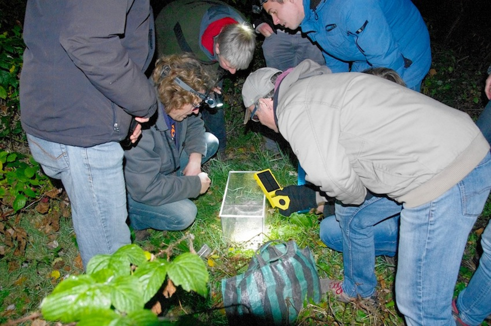 onderzoek grote bosmuis
