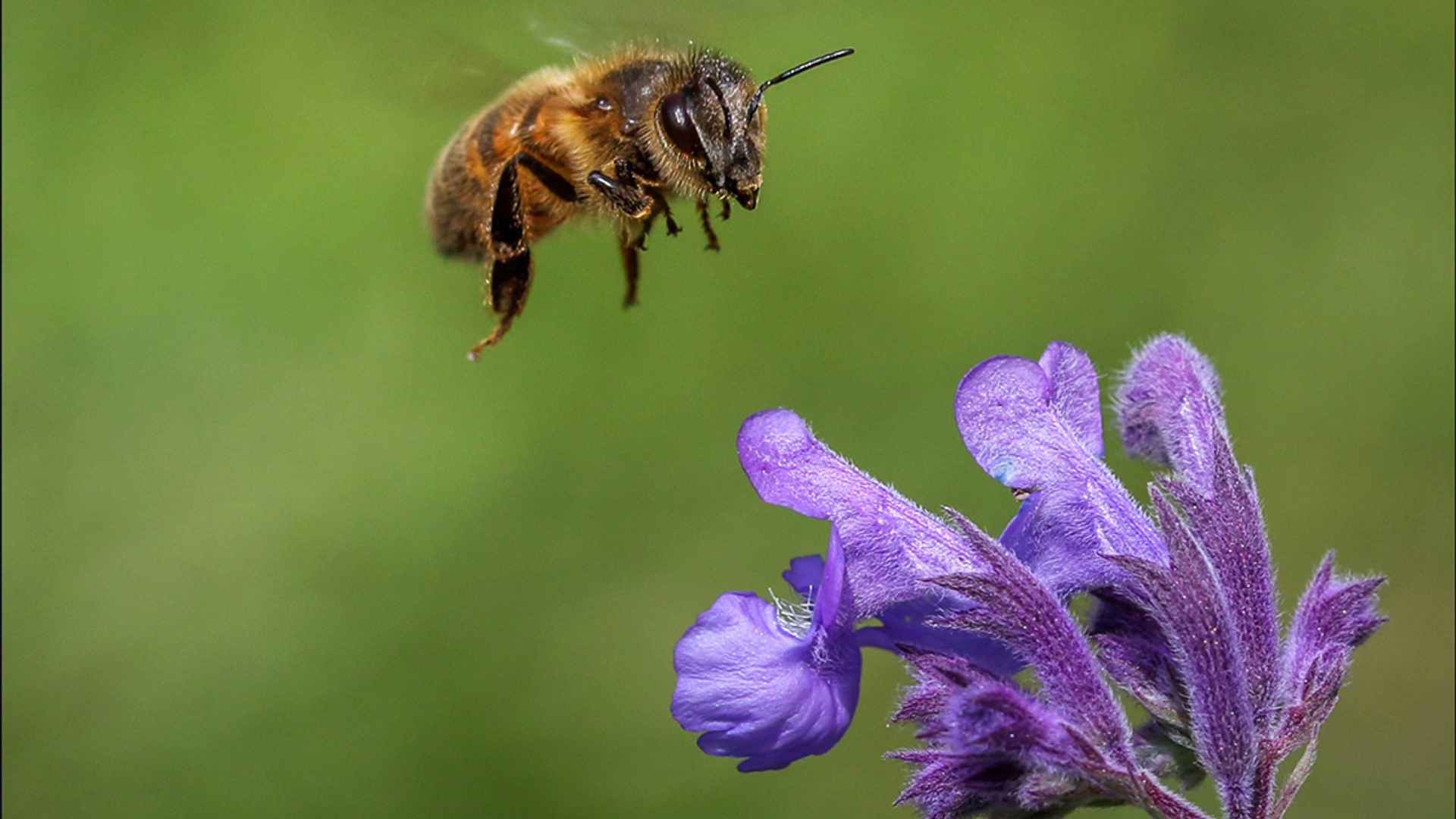 Afbeelding van Dieren die dokteren, insecten in de stad en alle overige onderwerpen