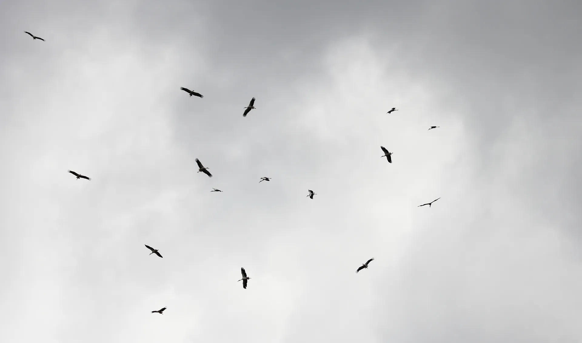 vogeltrek_ooievaars_kanjer