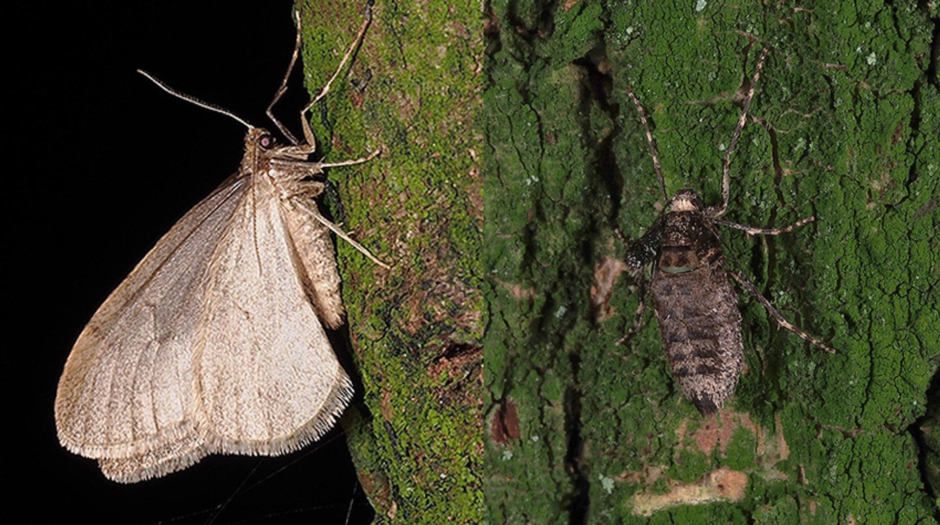 man vrouw kleine wintervlinder