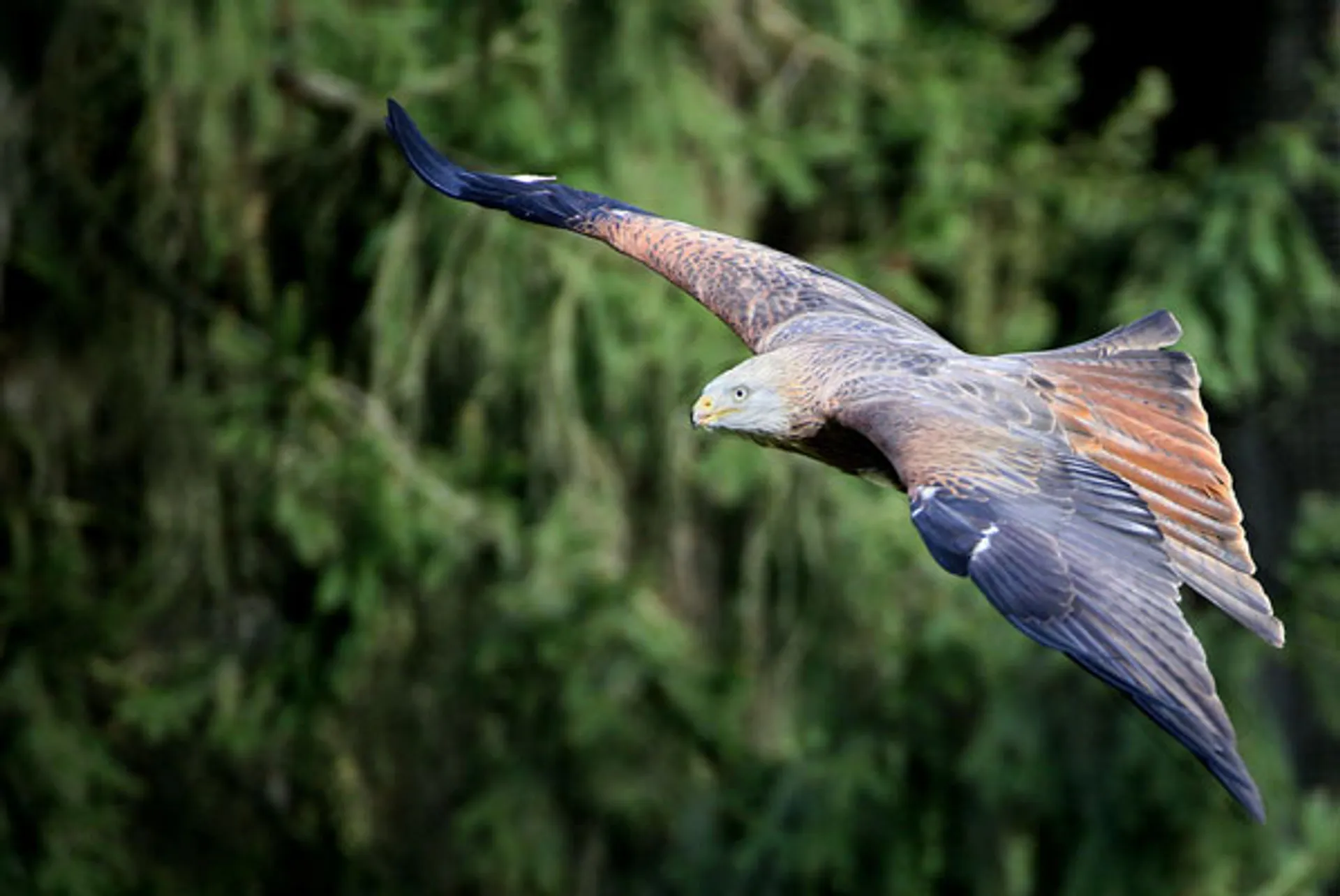 rode-wouw_Laagvlieger