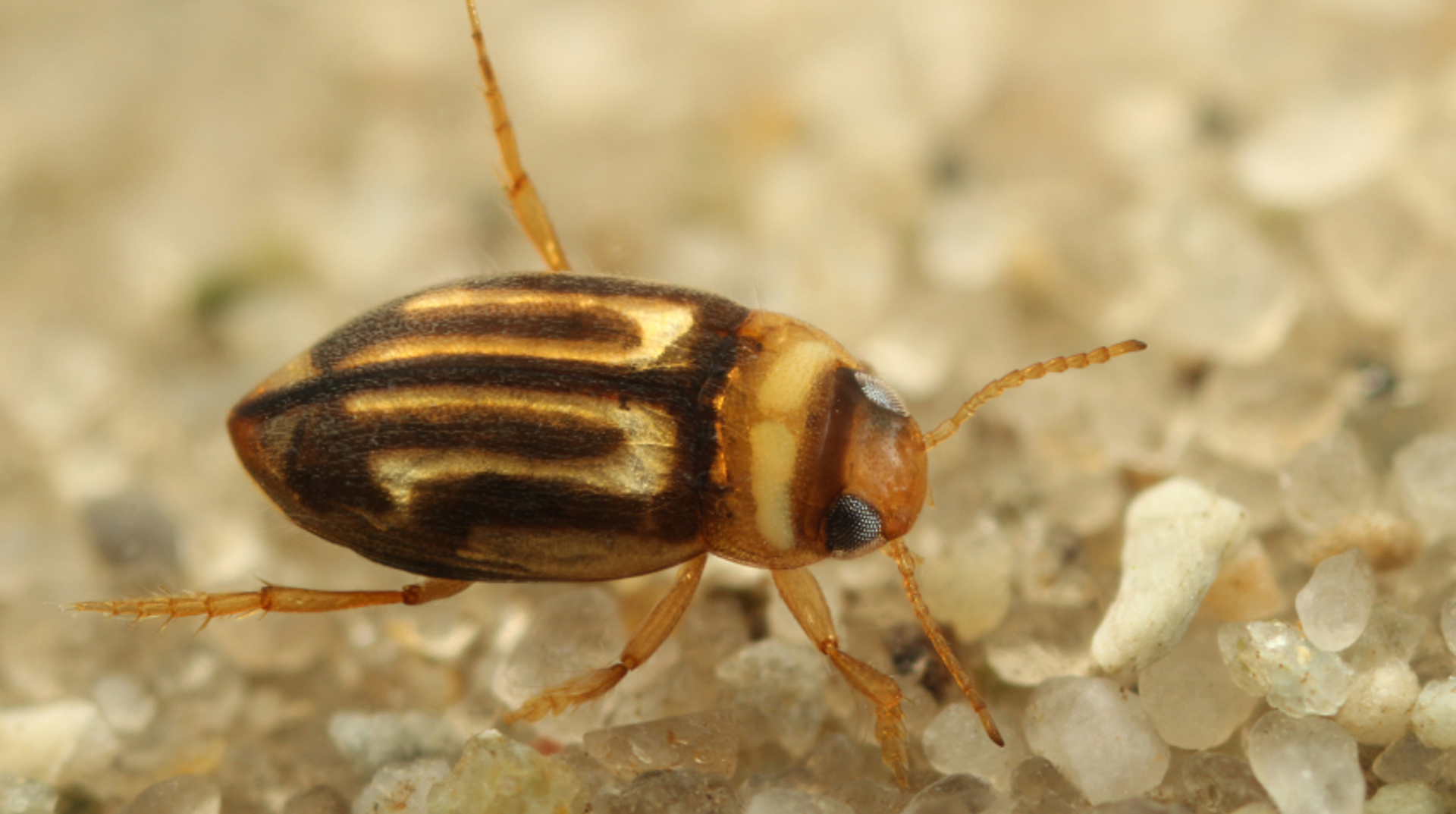 nieuw soort waterkever: de Hydroglyphus hamulatus