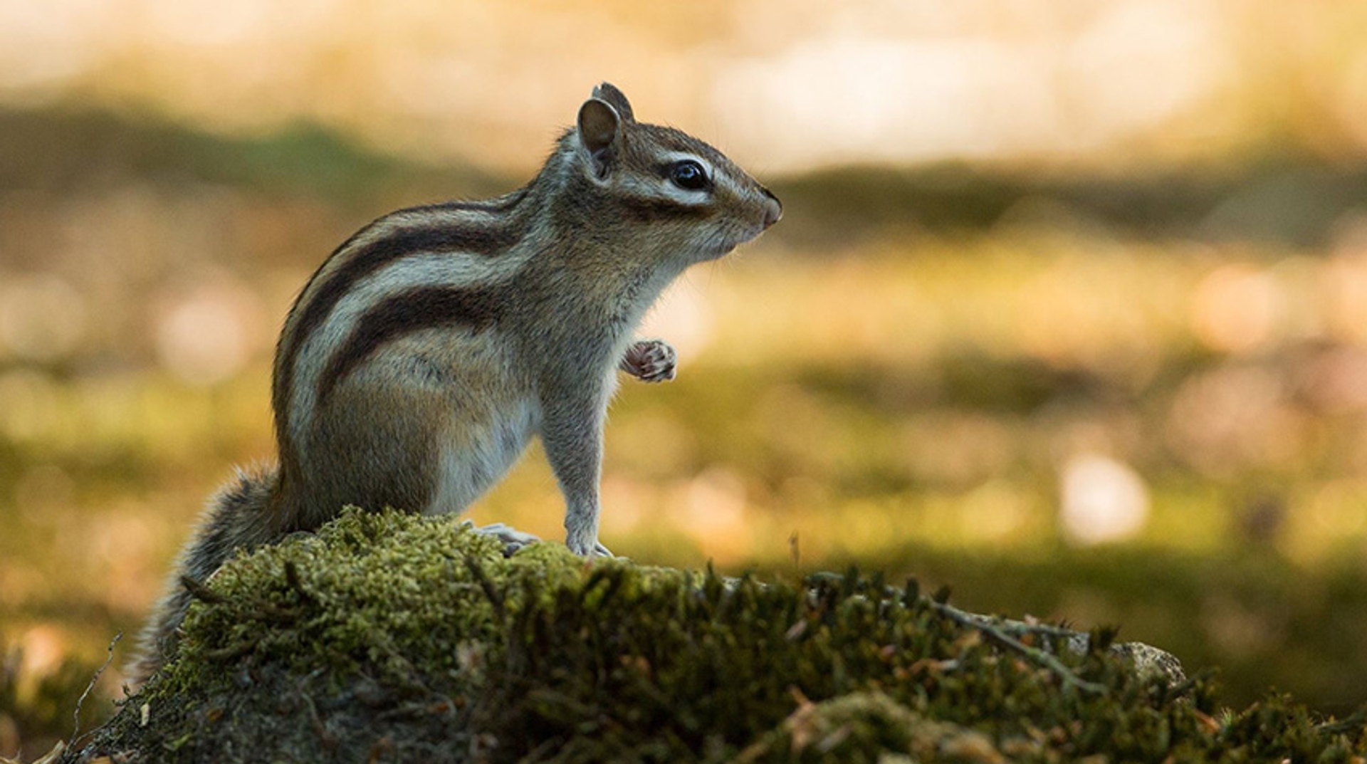 Siberische eekhoorn