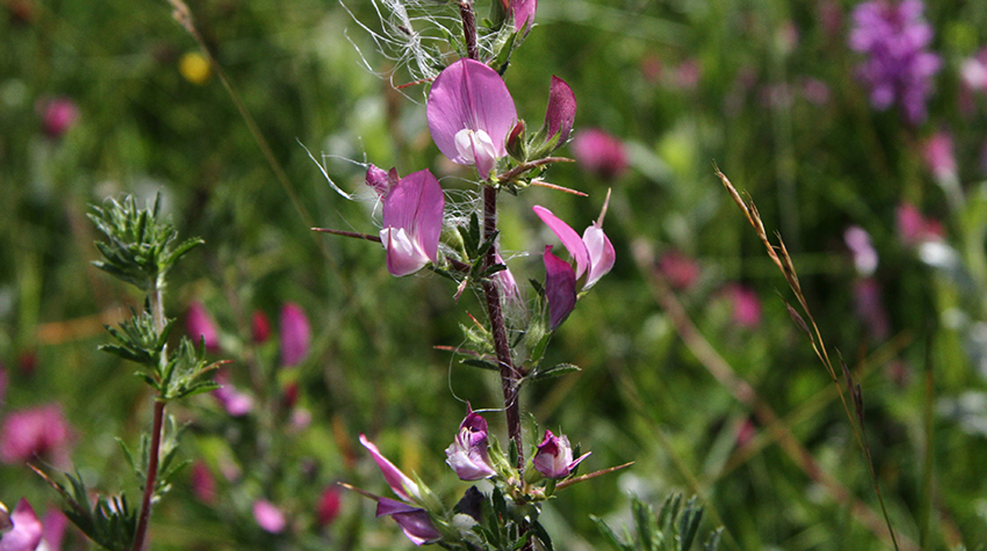 Ononis-repens-subsp.-spinosa