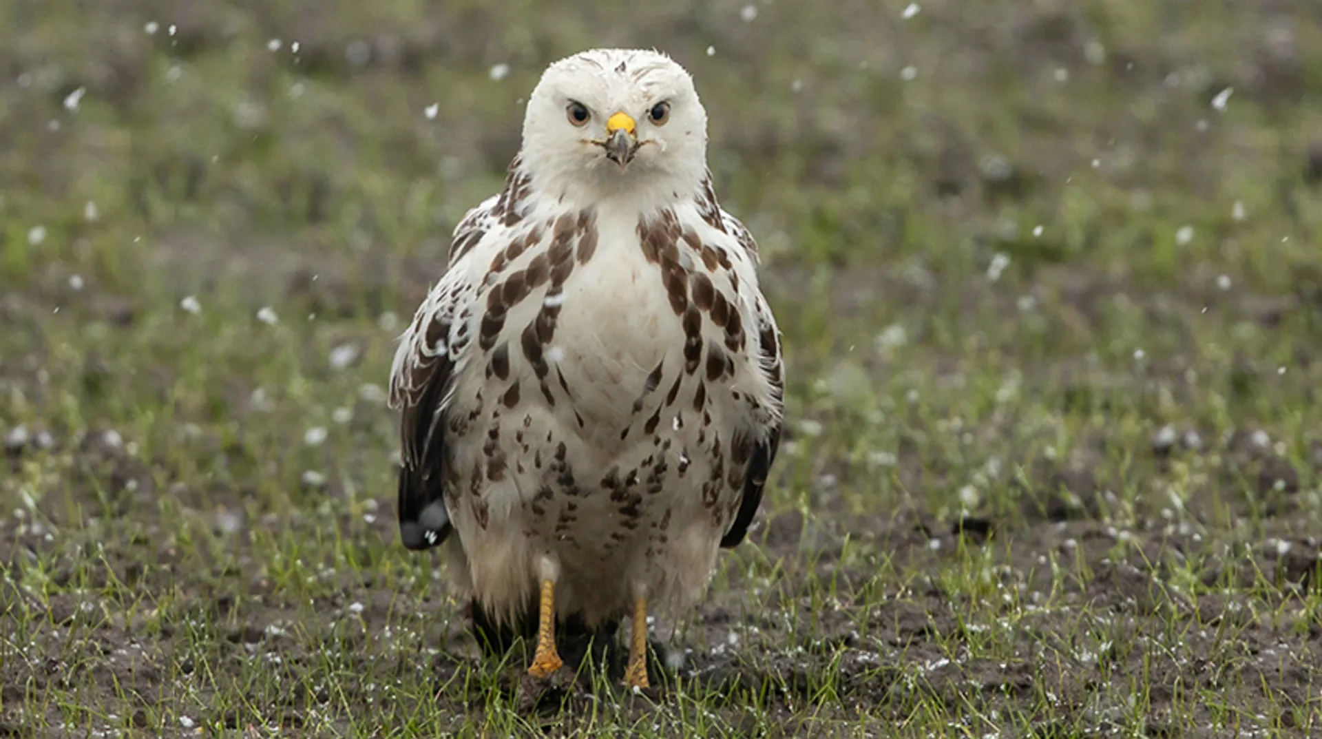 buizerd_1_amkeizer