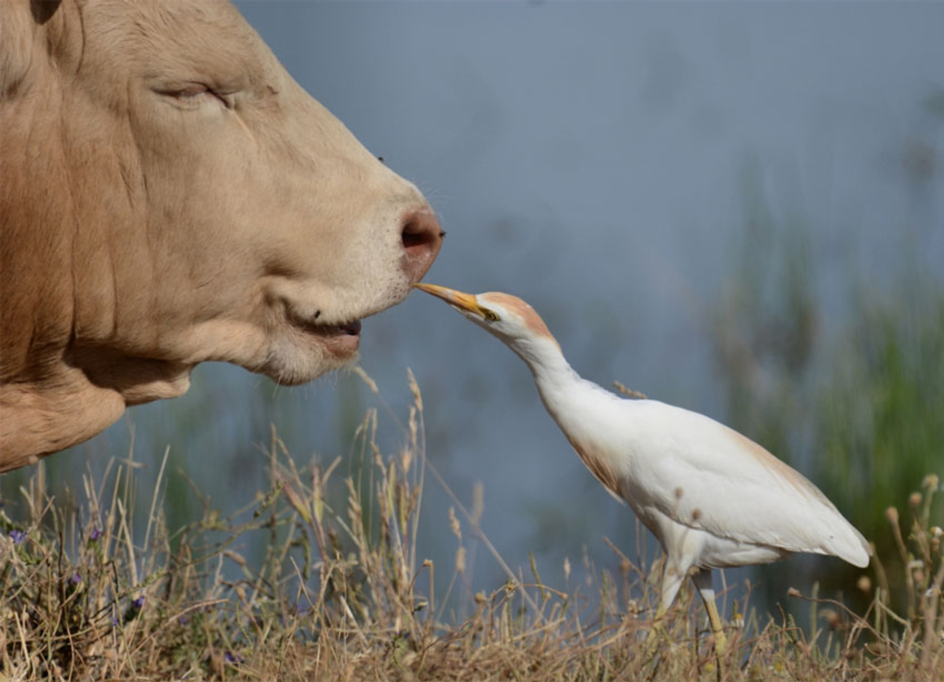 koereiger-vliegen---bonteklepper