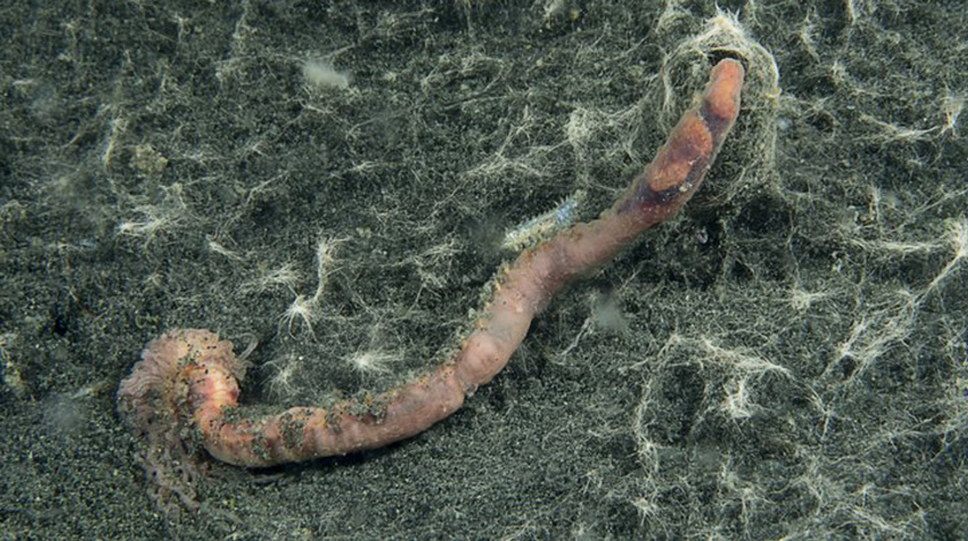 Slijkkokerworm - grevelingen