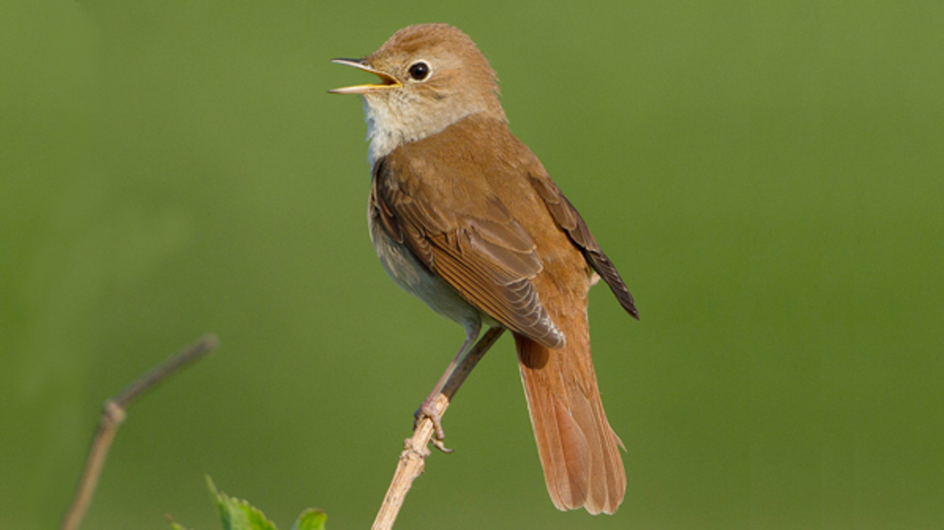 nachtegaal_petervanduijn