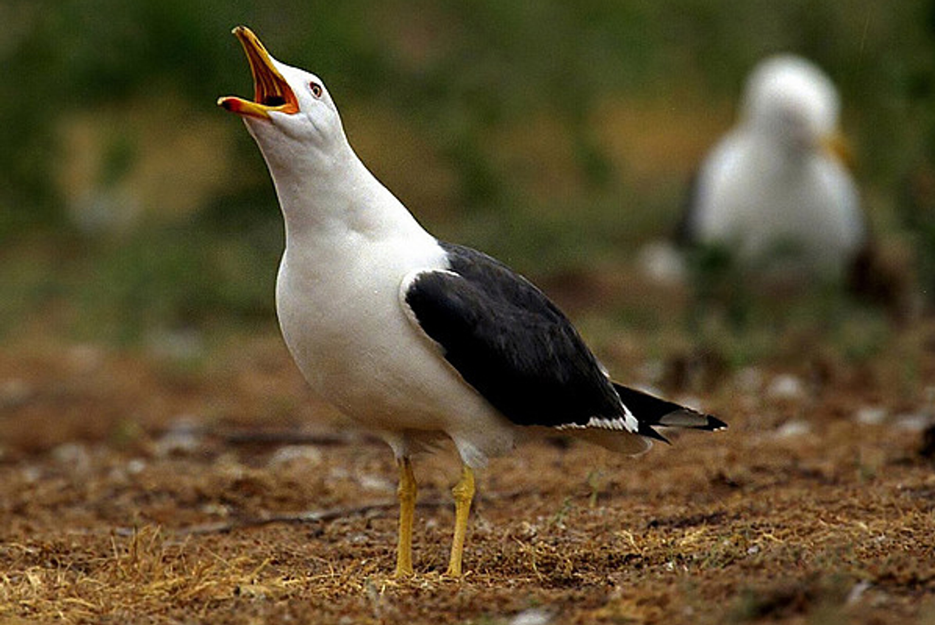 kleinemantelmeeuw_TheoTerwiel