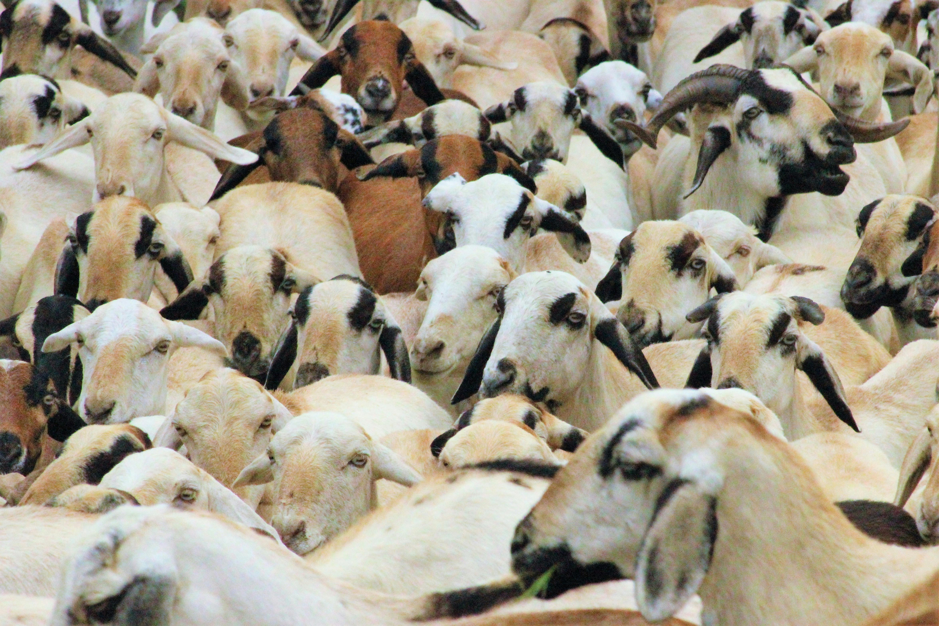 Toch geen vergunning voor geitenhouderij met 600 dieren in Vlissingen