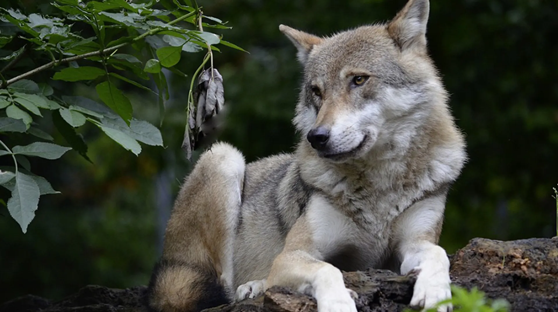 Afbeelding van Wolvenspotters overtreden regels op Veluwe