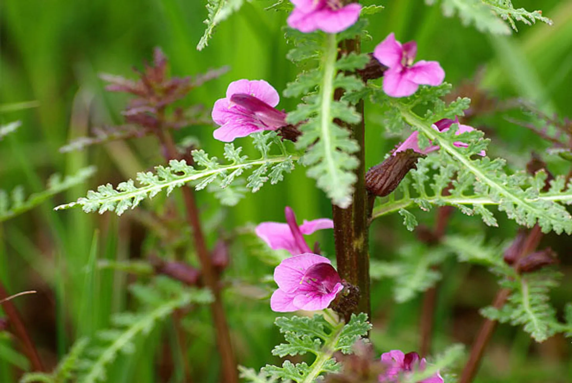moeraskartelblad