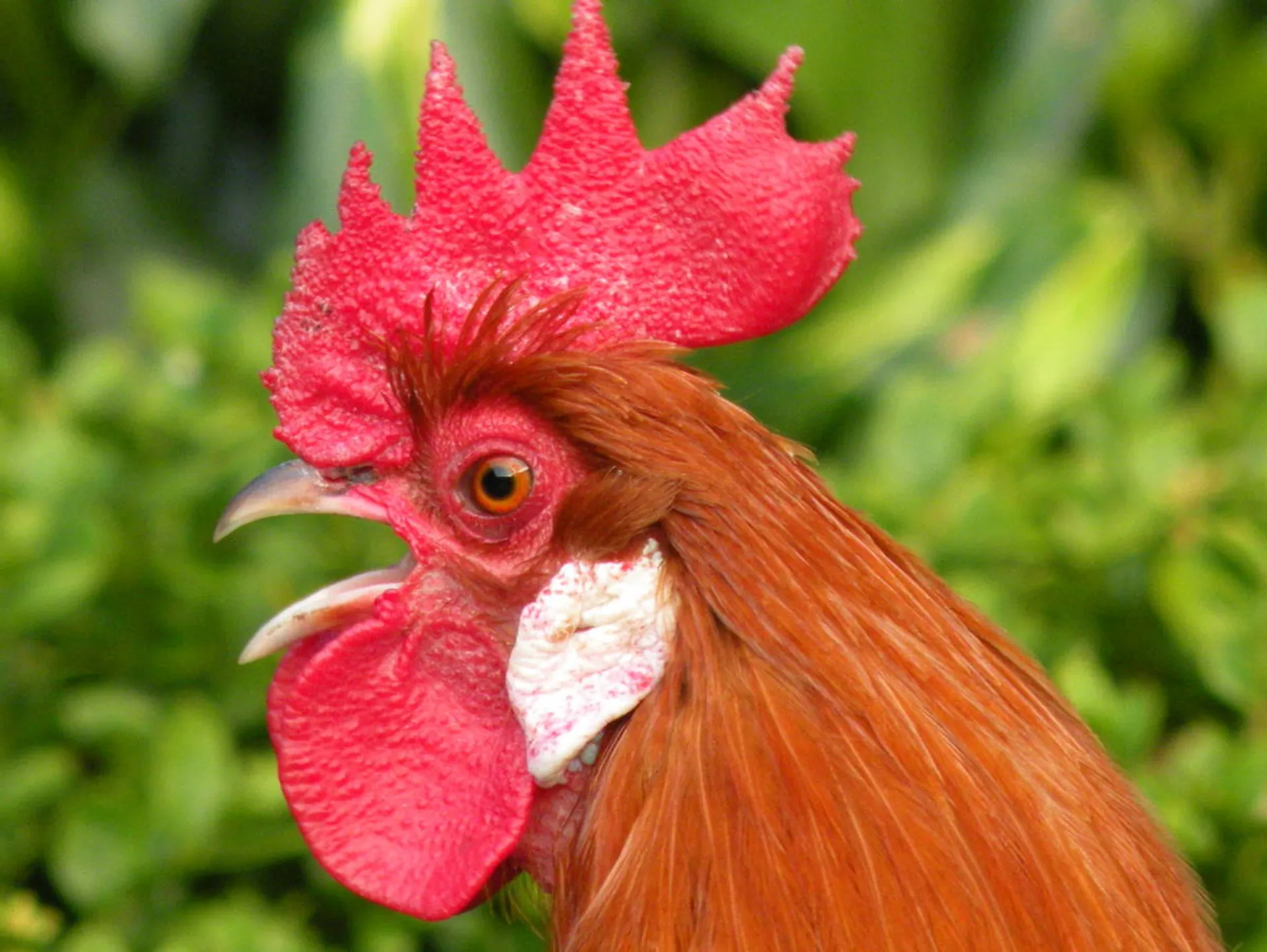 Haan kraait door biologische klok - Vroege Vogels - BNNVARA