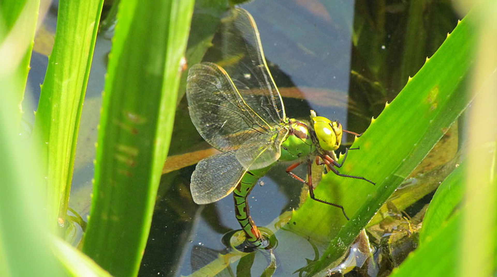 groene-glazenmaker-op-krabbescheer---fotograaf-Cokar31