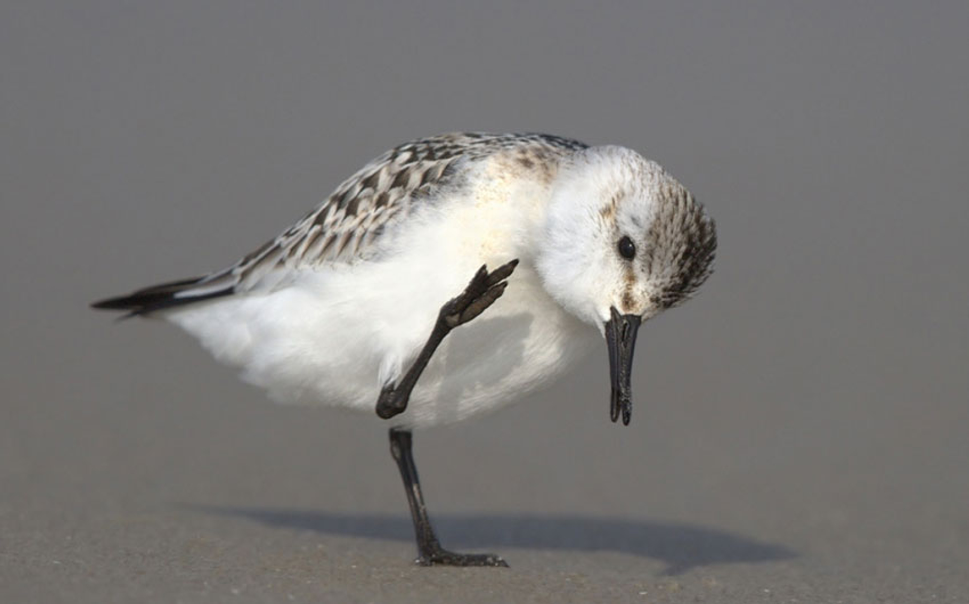 jeuk-drieteenstrandloper