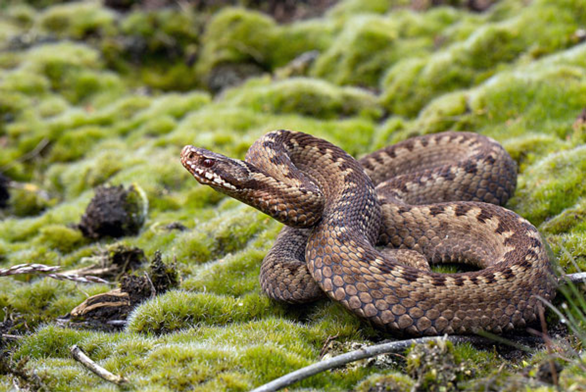 adder_jankees01
