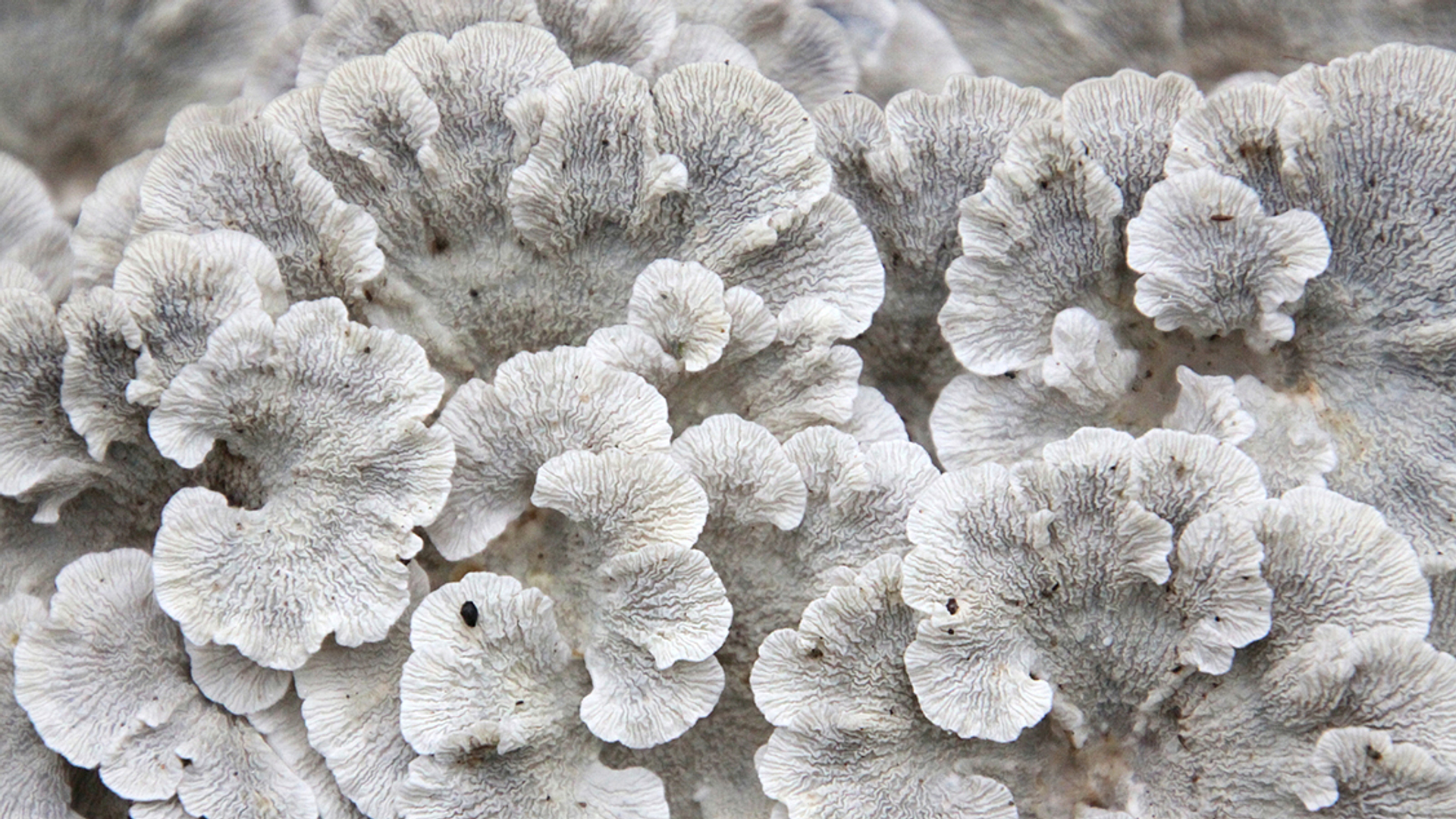 onderkant_plooivlieswaaiertje_5c3d10c68b805_large