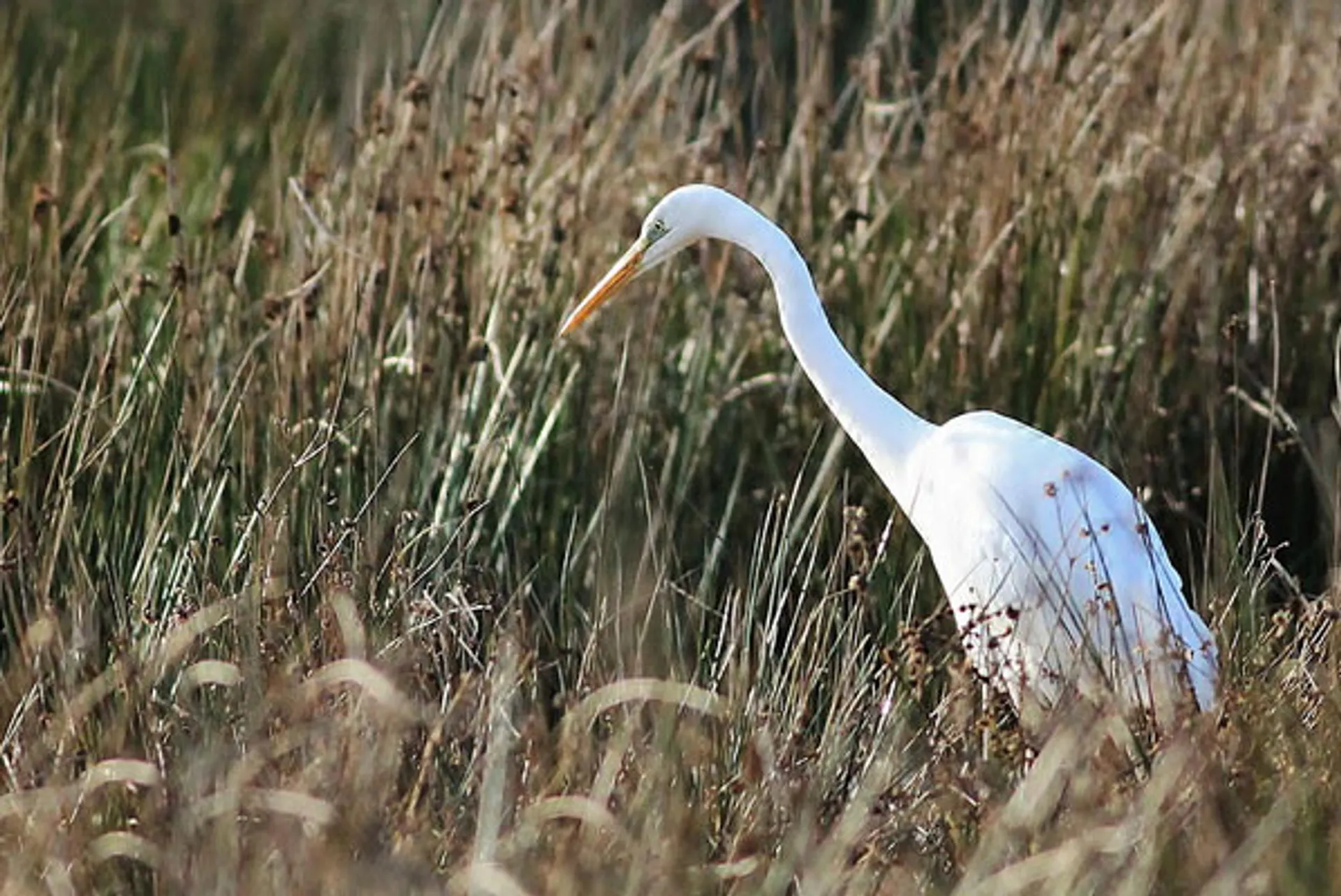 reiger