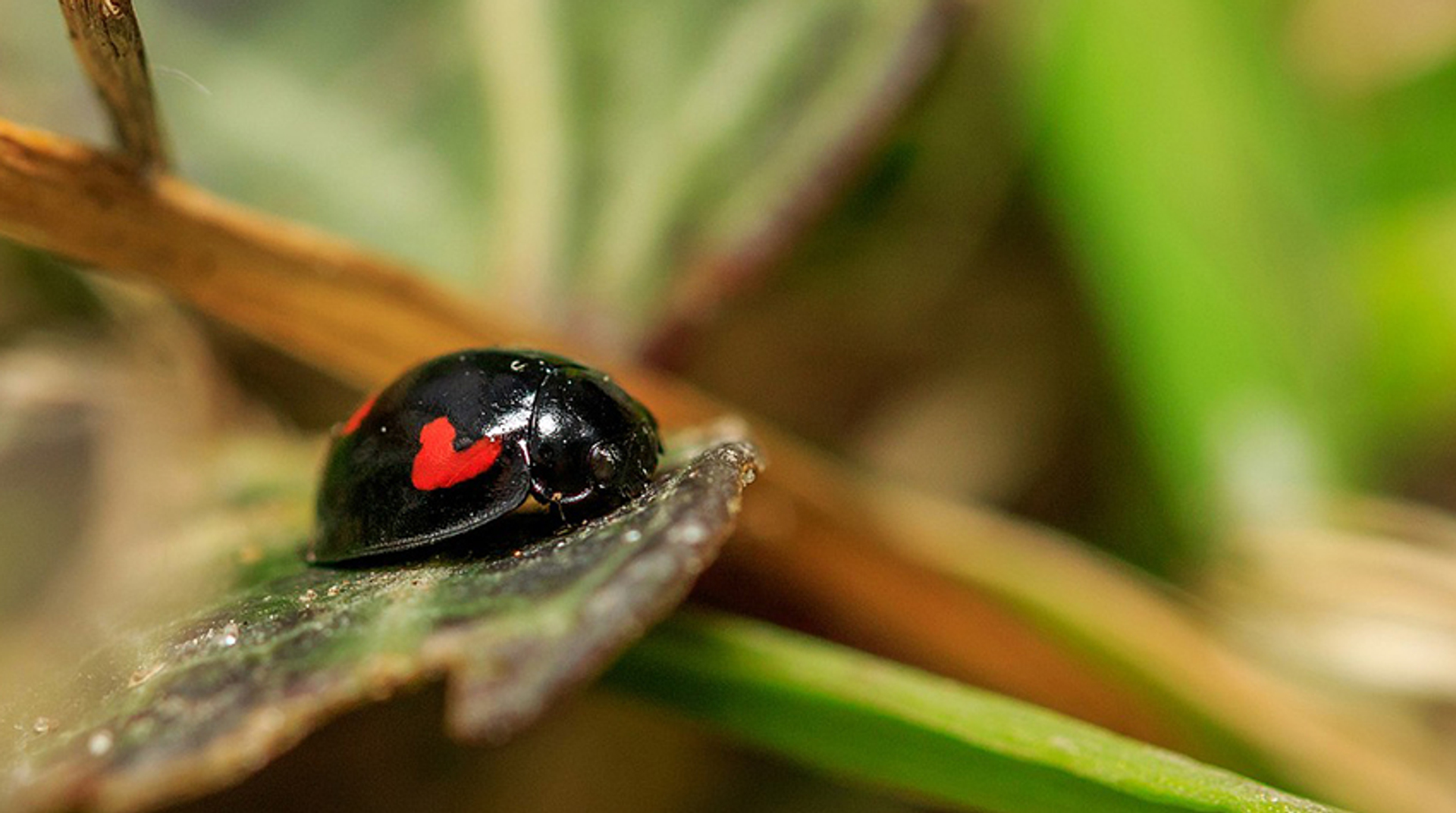 LHB hartje_ikjelle klein