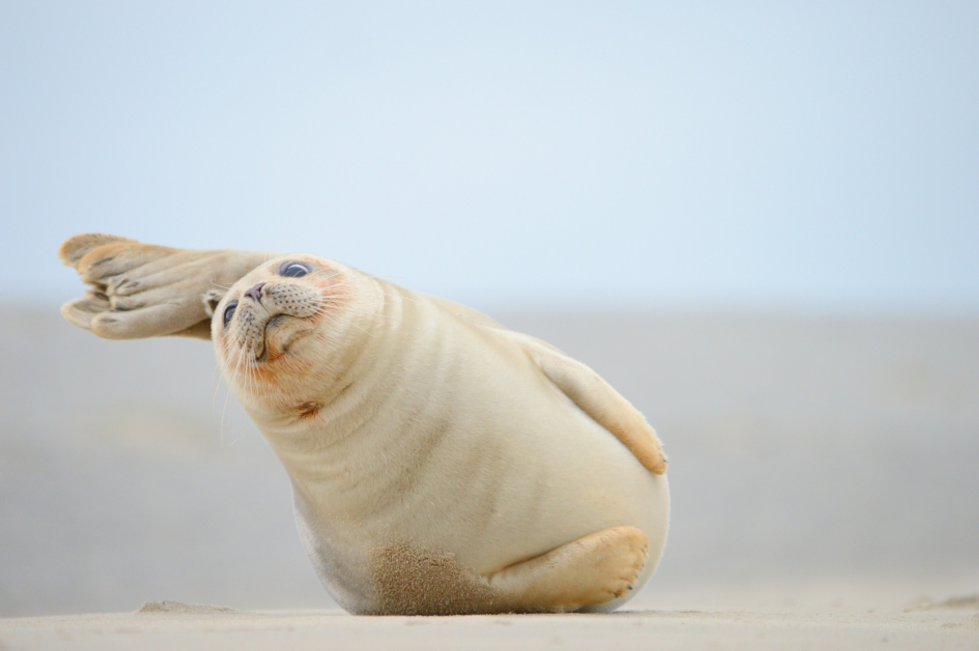 zeehondje_5c3fb187e87bc_medium