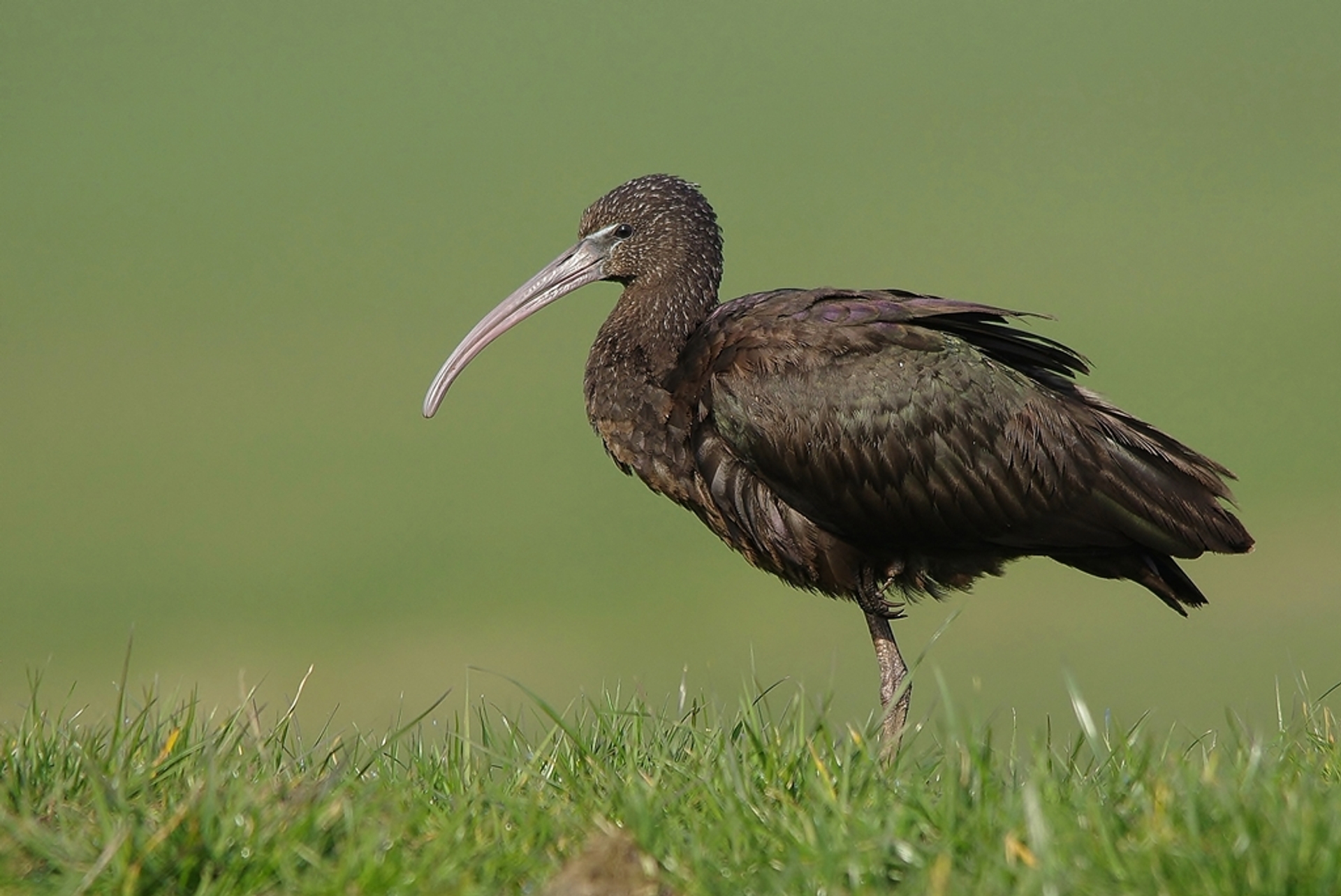 zwarte ibis