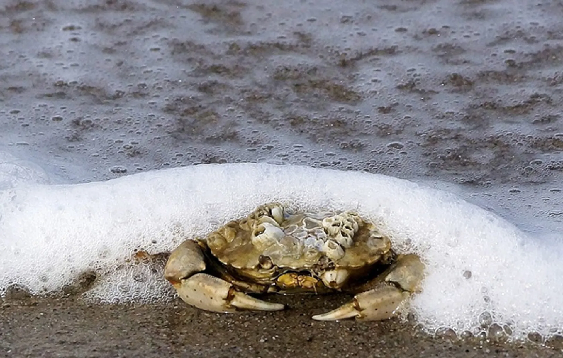 Zee_krab_jopolak