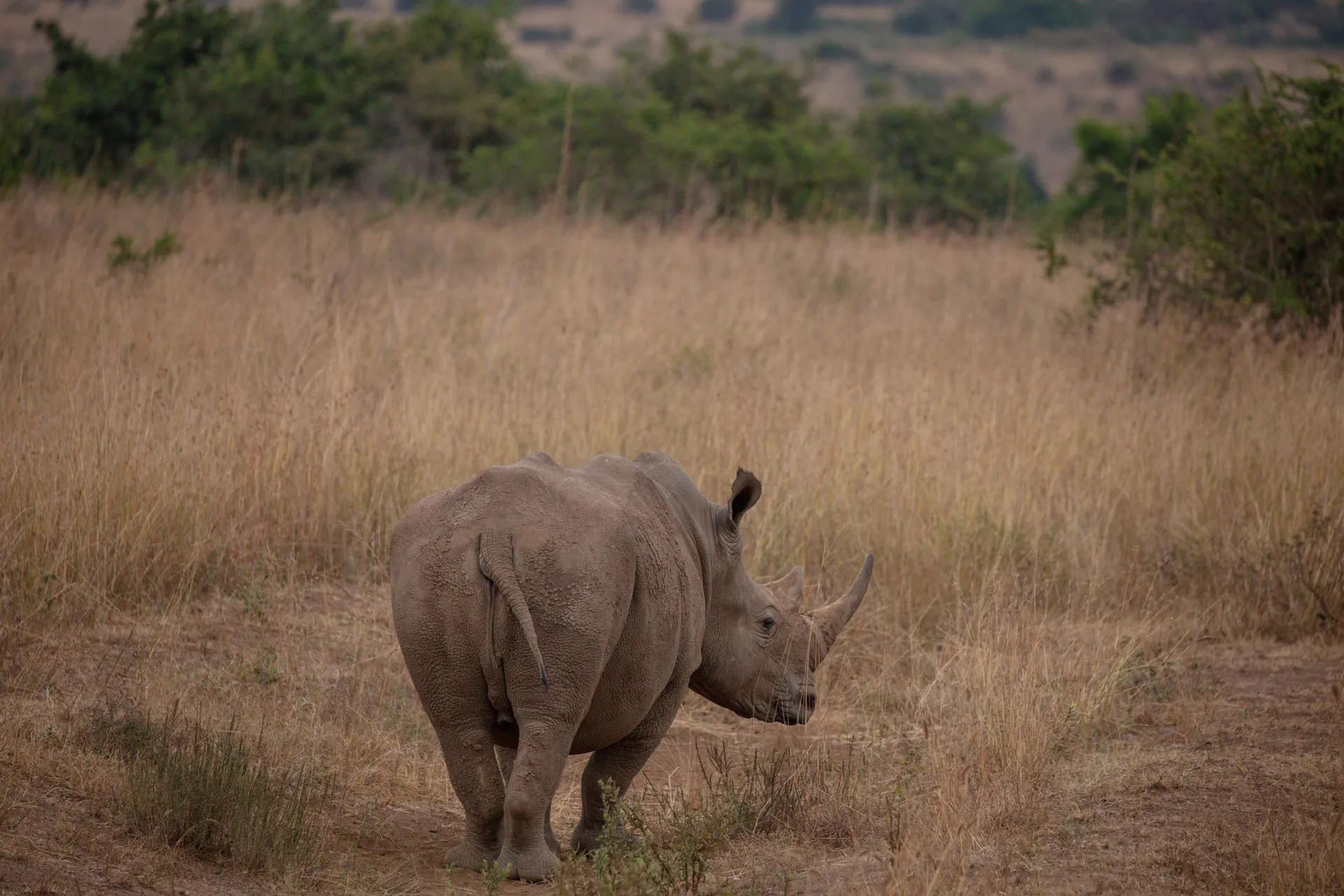 Afrikaanse neushoorn