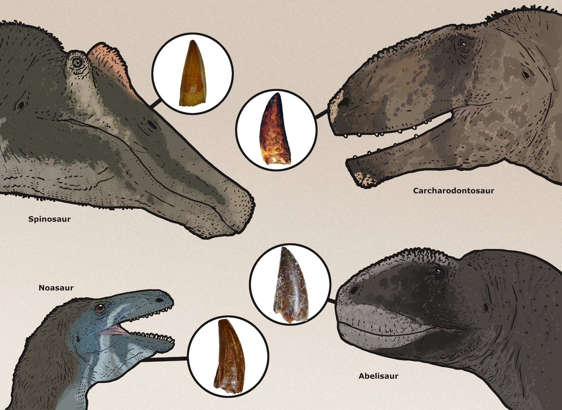 De vier vleeseter-types die uit de tandenanalyse kwamen: Spinosaurus, Carcharodontosaurus, Abelisauriërs en Noasauriërs.