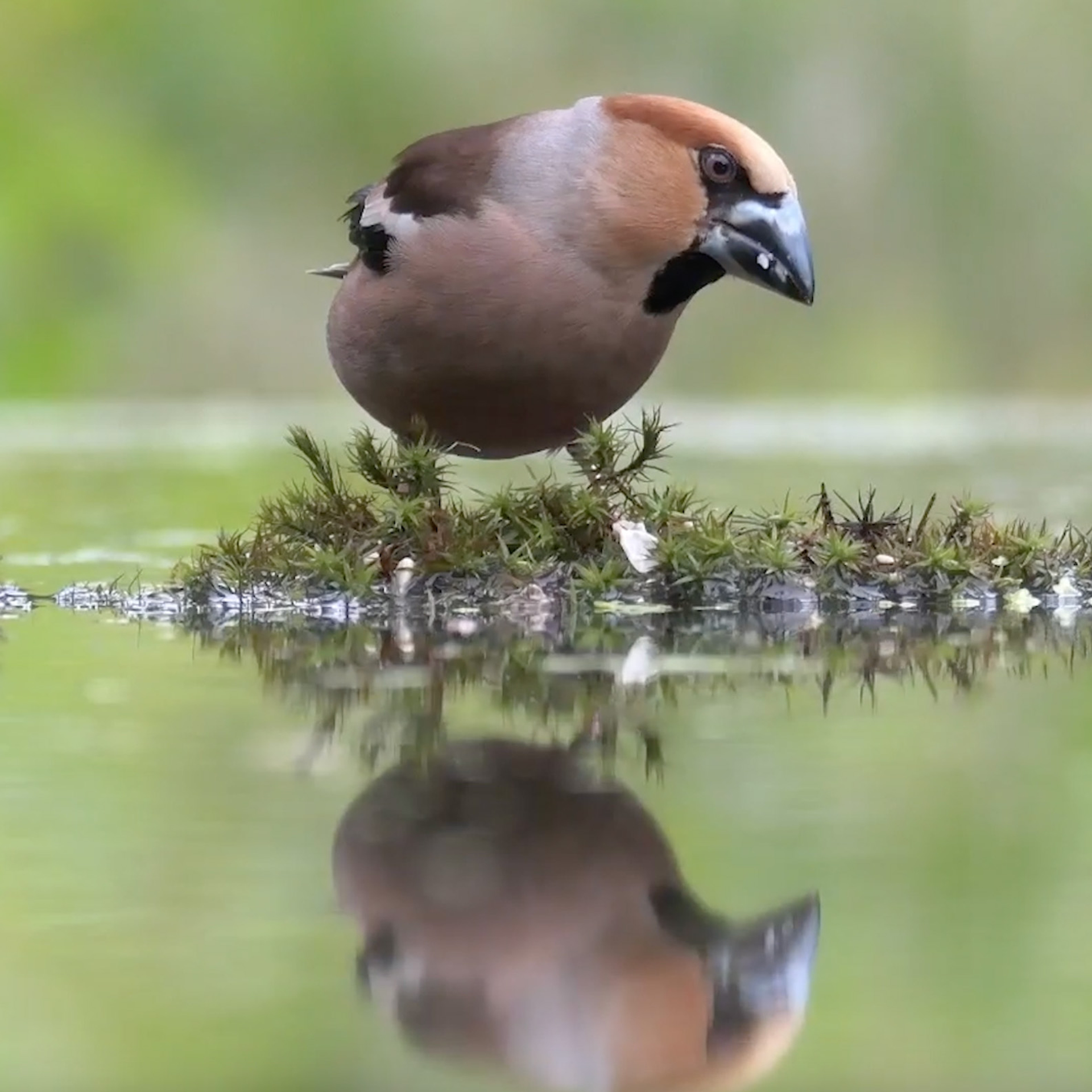 Appelvink Eet Zaden Zelf Geschoten Vroege Vogels BNNVARA