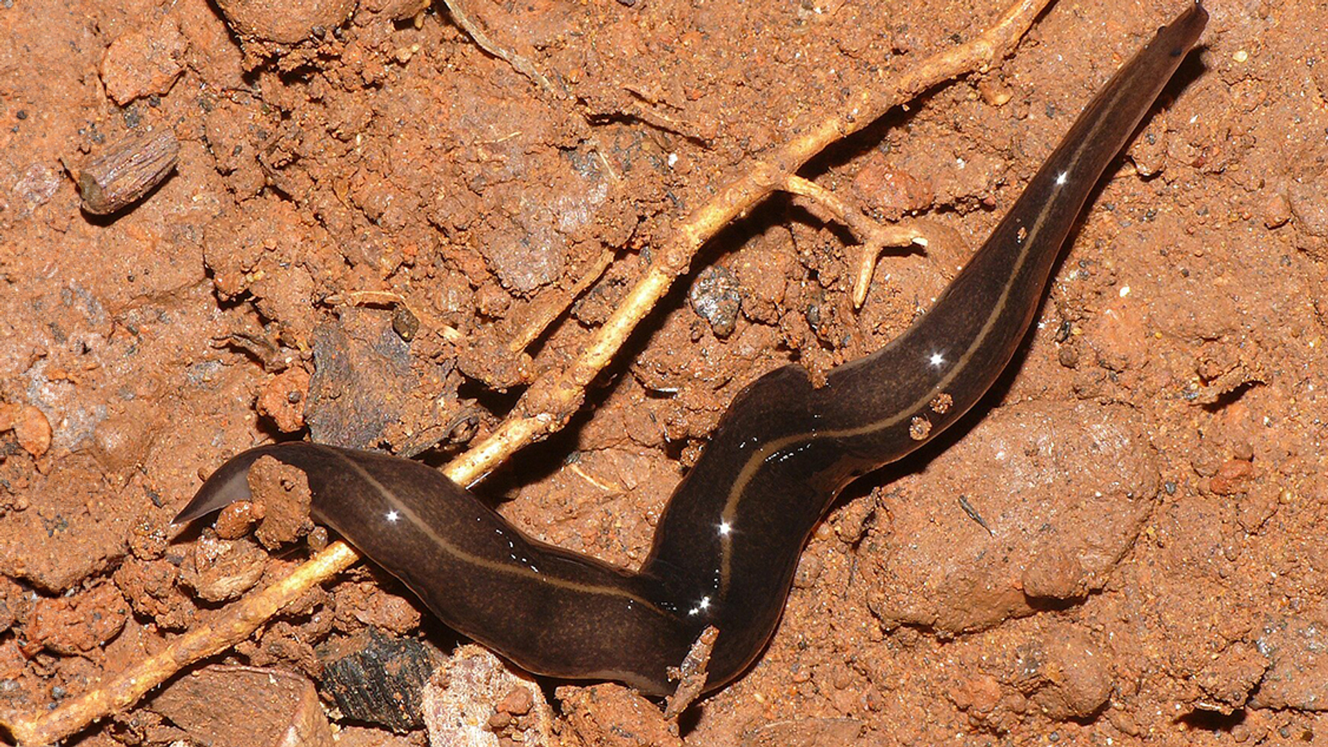 Nieuw-Guinese landplatworm