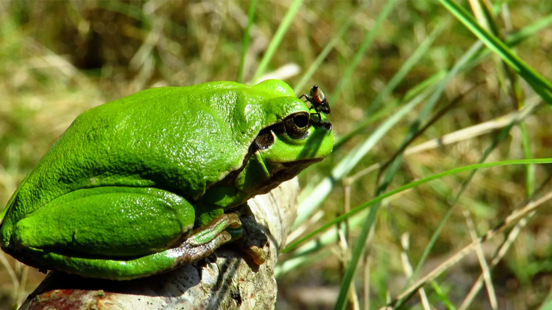 boomkikker met insect