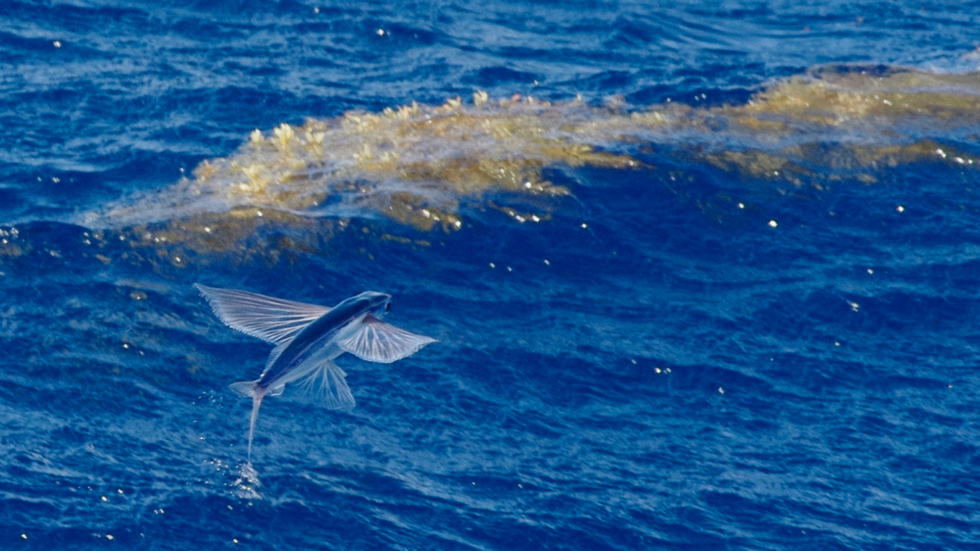 Vliegende vis met sargassum