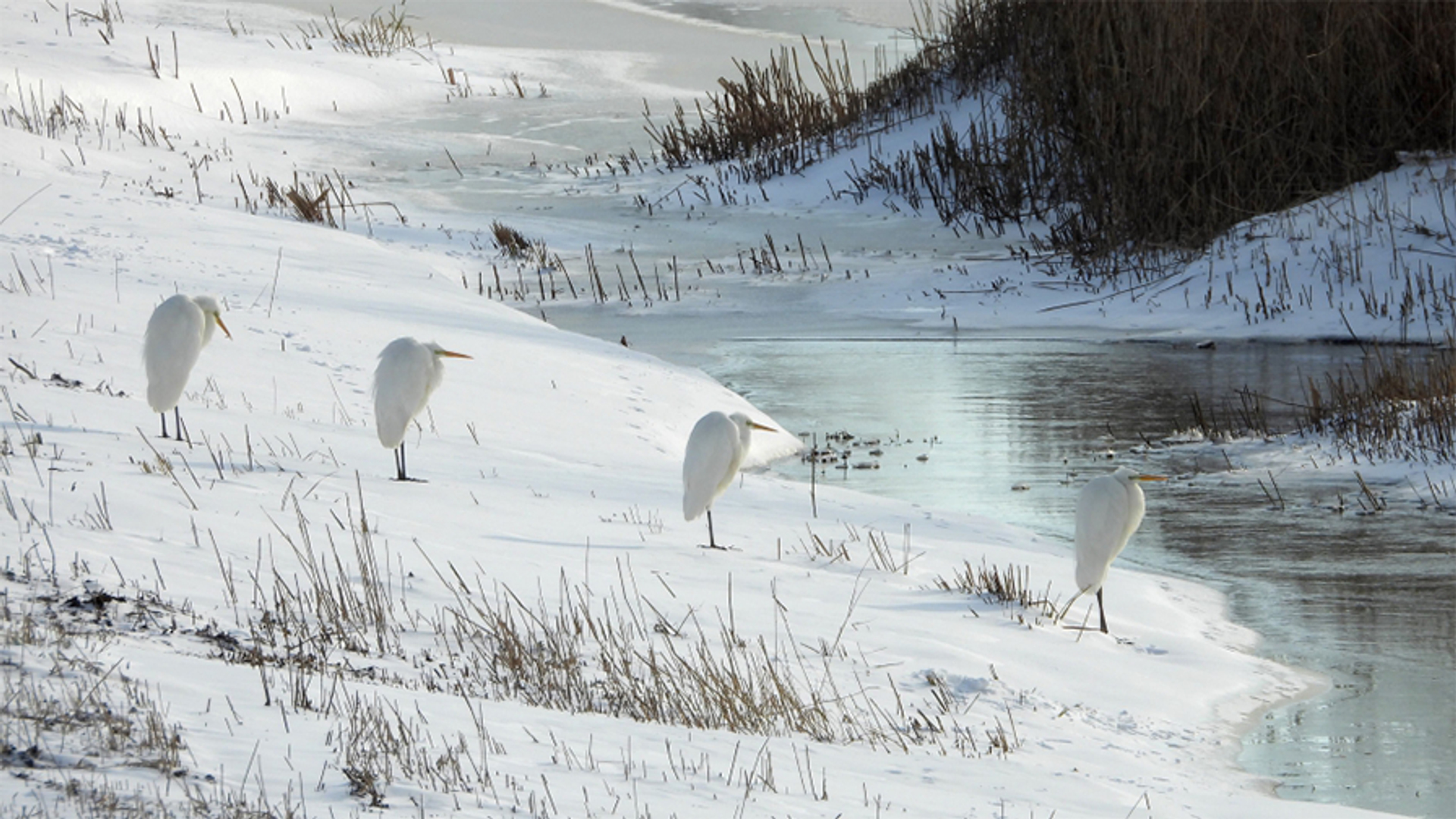 FSneeuw - Zilverreiger - Irene de Rooij