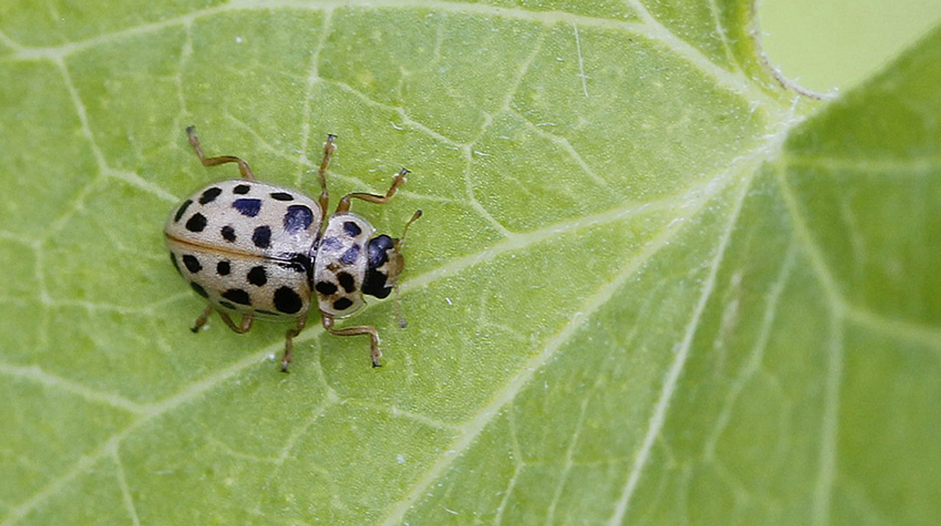 LHB 19punt_TheoTerwiel klein