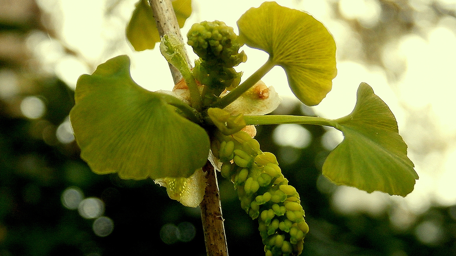 ginkgo