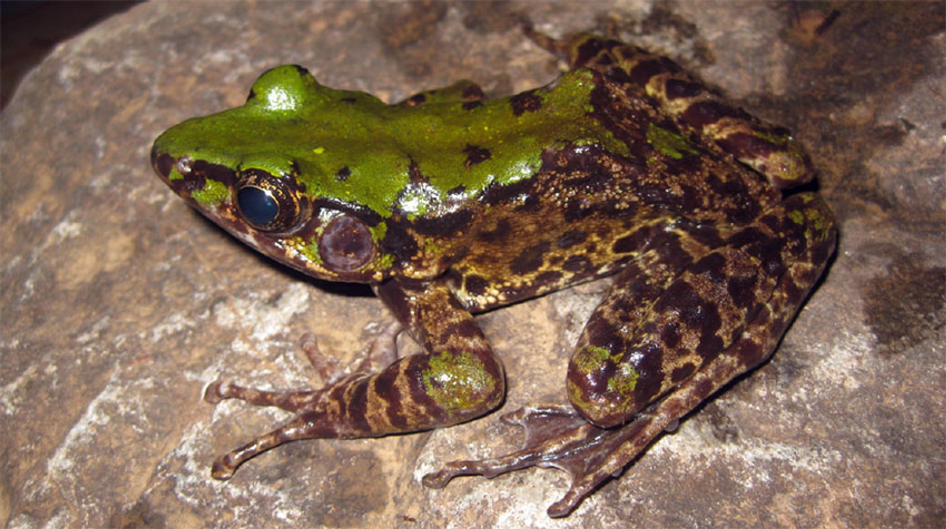 Odorrana mutschmanni