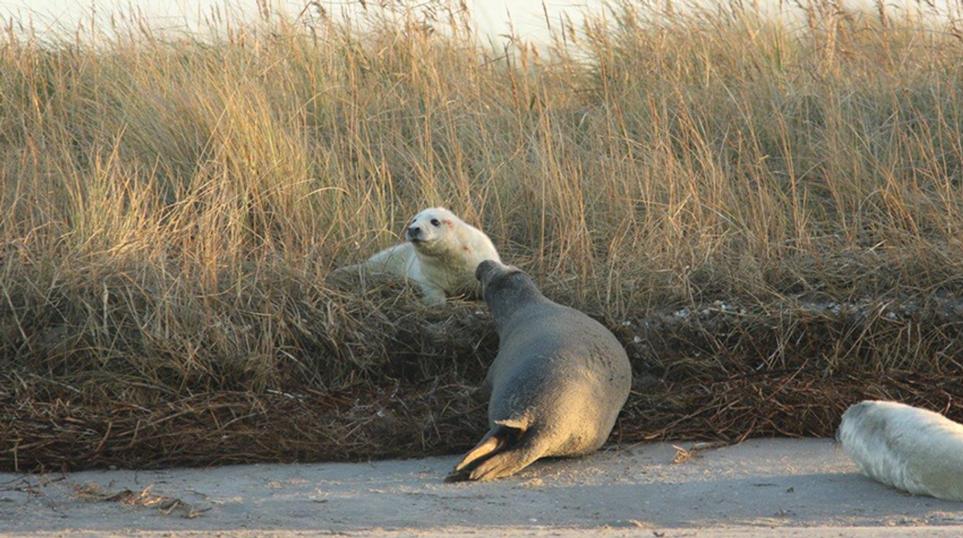 pups Sophie Brasseur