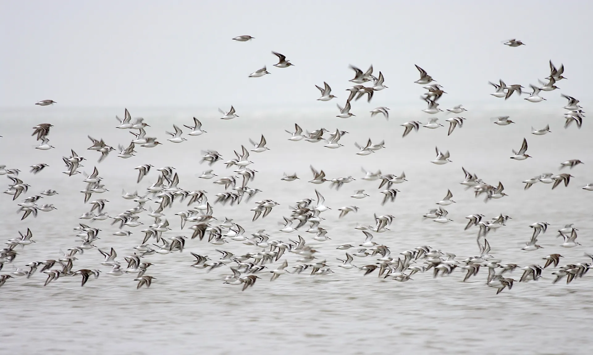 drieteenstrandlopers