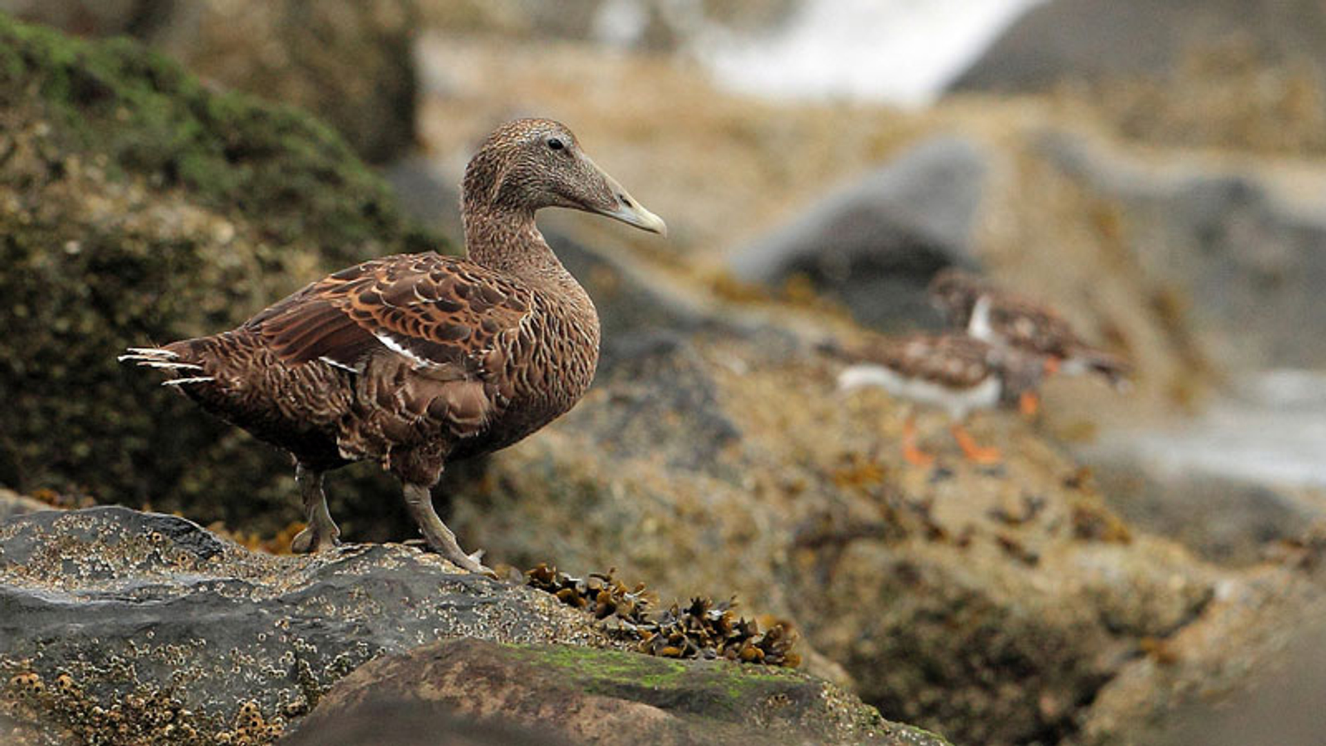 eider