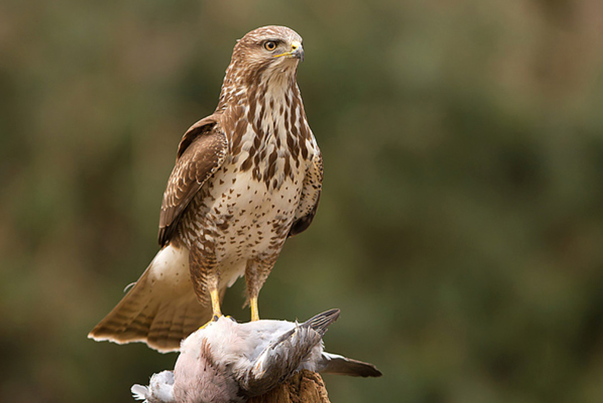 Buizerd-1