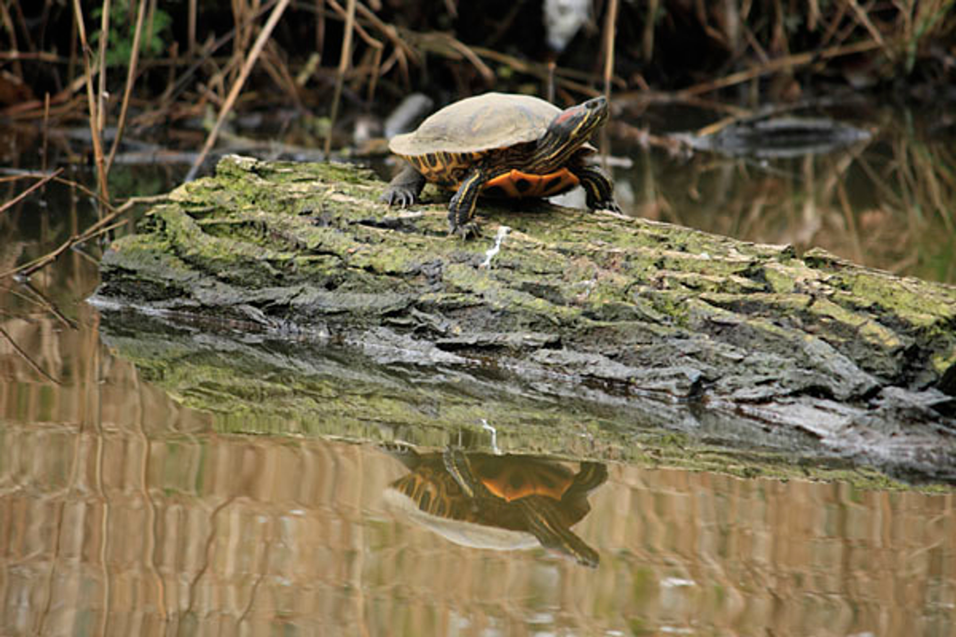 roodwangschildpad_FrancinaD_240310.jpg