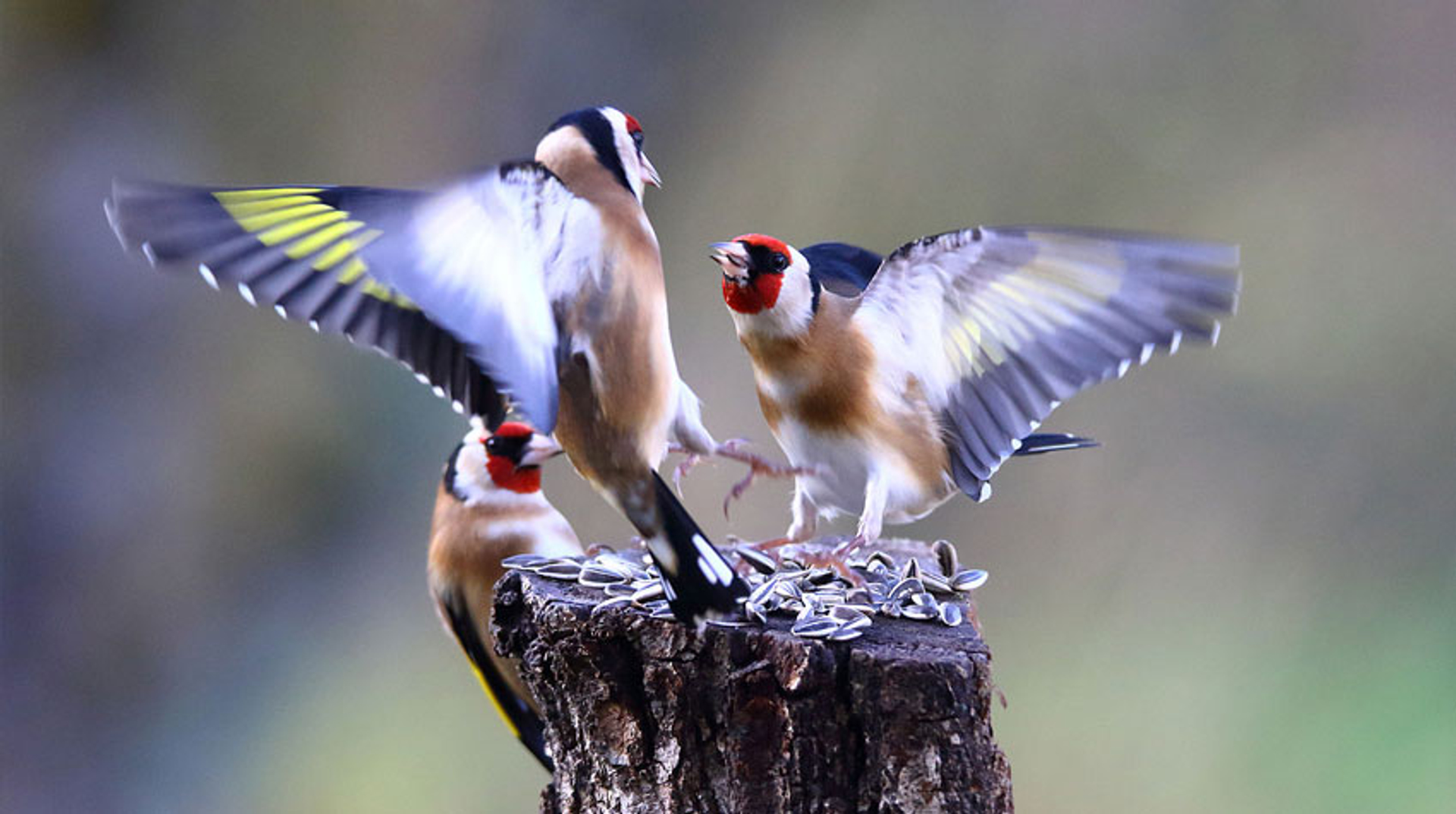 Putters vechten om het vogelzaad. Fotograaf: brenneberry